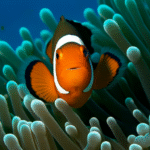 5-Fascinating-Facts-About-Clownfish-That-Will-Make_4c55376c.png