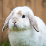 Lop-Rabbits-Unleashed-Fun-Facts-About-This-Fluffy-_408b8c23.png
