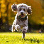 Top-5-Activities-to-Keep-Your-Energetic-Poodle-Hap_47b2f515.png